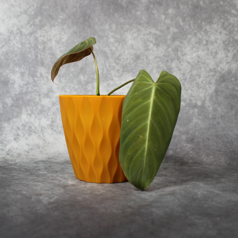 philodendron gloriosum for sale uk Philodendron Gloriosum x Melanochrysum Glorious Rare Houseplant – Odd Leaf