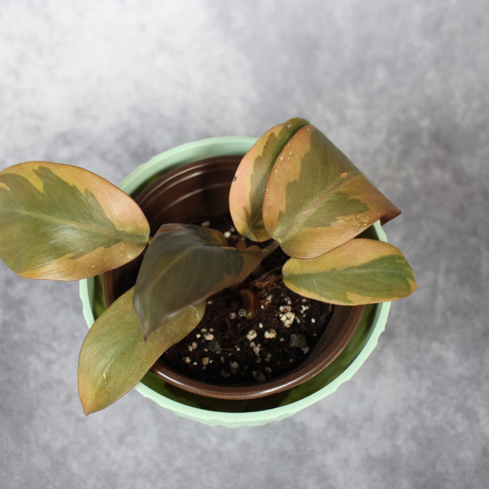 Philodendron Black Cardinal Variegated No2.