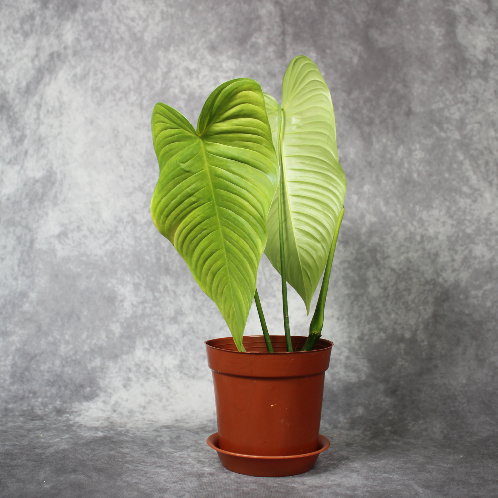 Philodendron Tenue Big Leaves