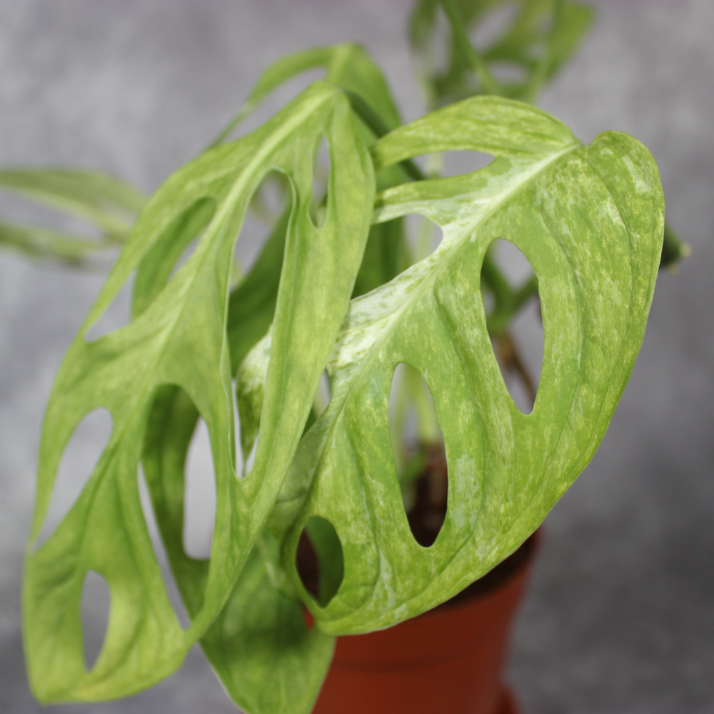 Monstera Adansonii Variegated Indo