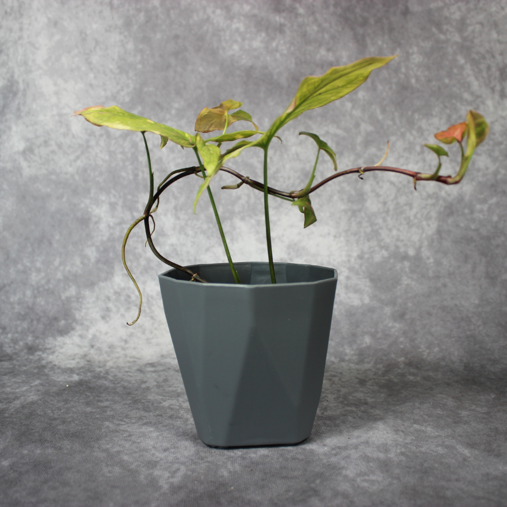 Syngonium Podophyllum Variegated  Pink Splash