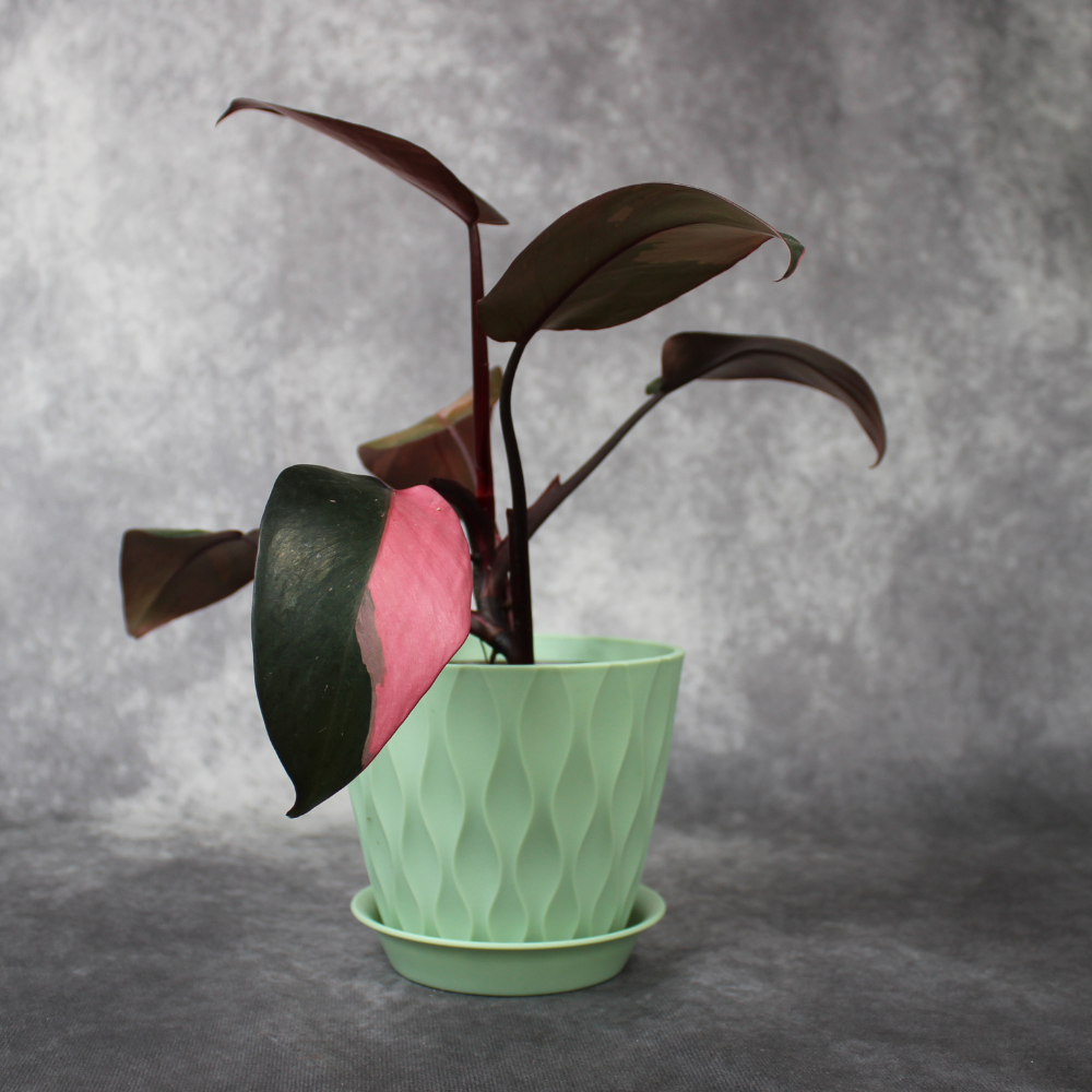 pink princess philodendron uk Philodendron Pink Princess – Odd Leaf