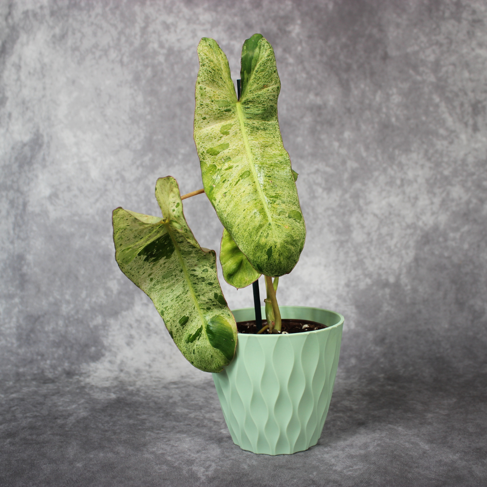 Philodendron Paraiso Verde