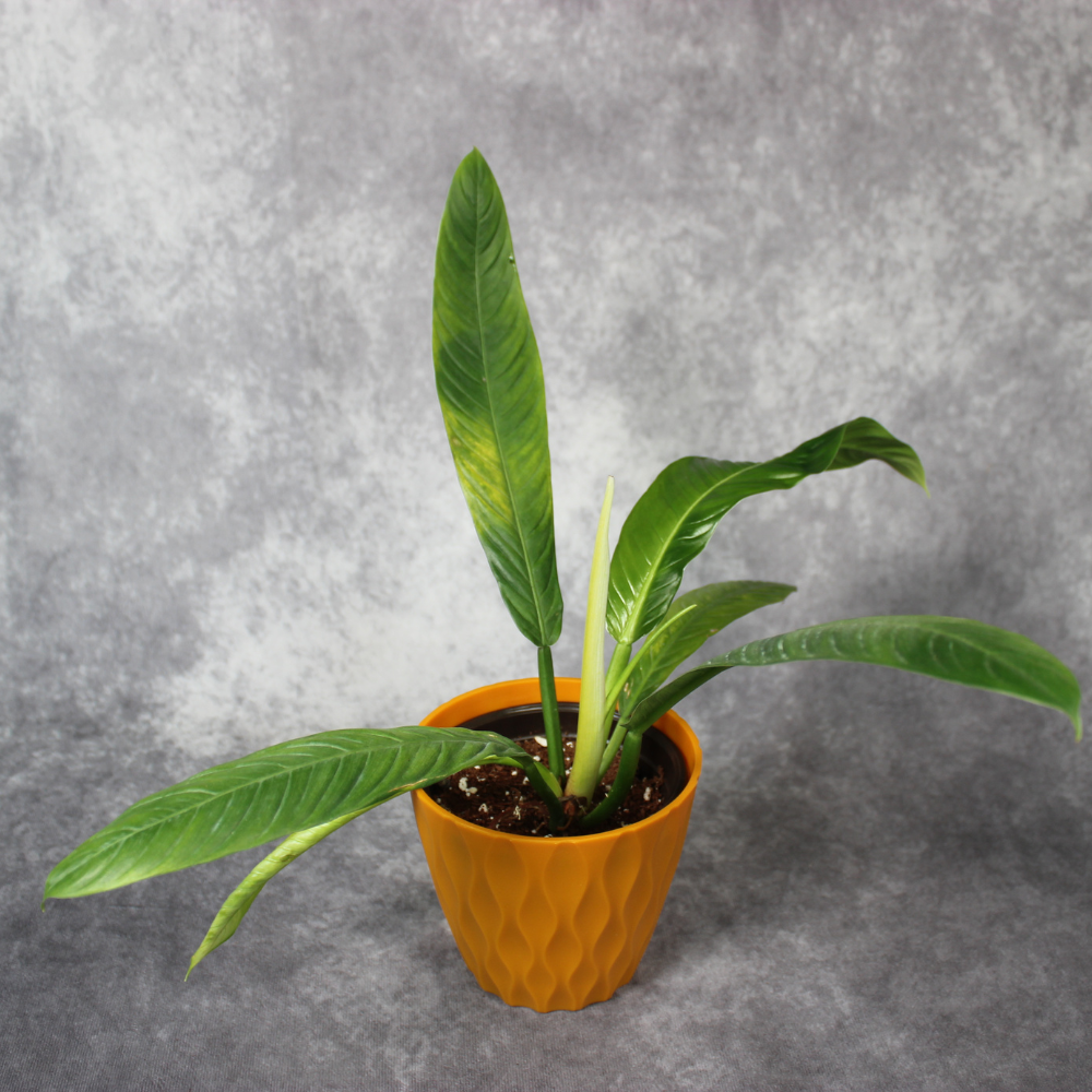 Philodendron Lynette Campii