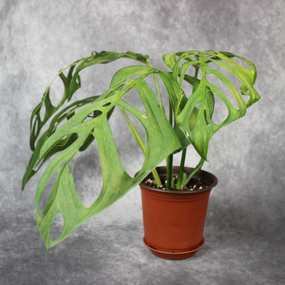 Monstera Esqueleto