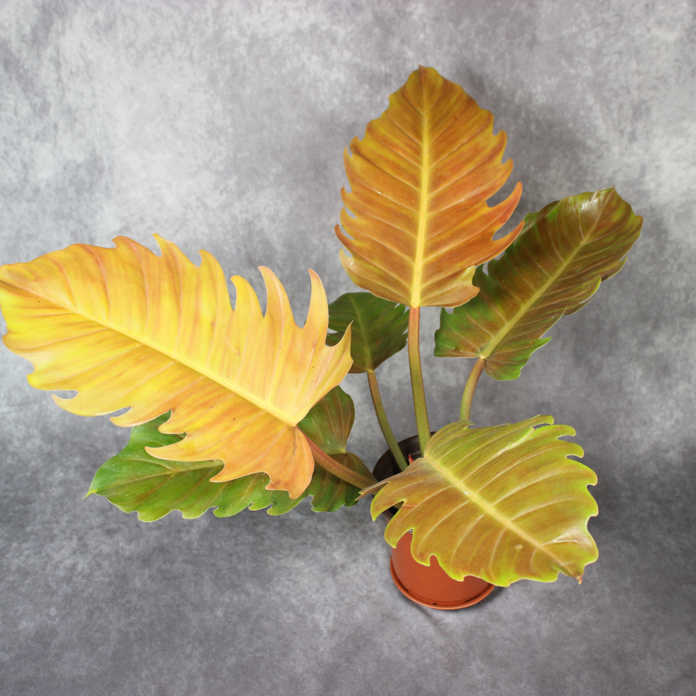 Philodendron Golden Serratum