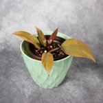Philodendron Black Cardinal Variegated No2.
