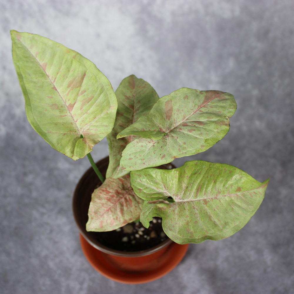 Syngonium Podophyllum Milk Confetti