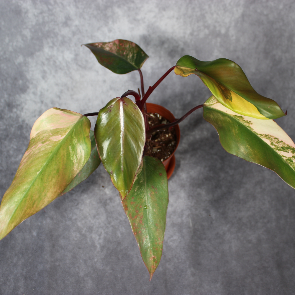 philodendron erubescens 'red emerald' Philodendron Erubescens Red Emerald Marbled Rare Houseplant – Odd Leaf