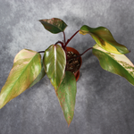Philodendron Strawberry Shake