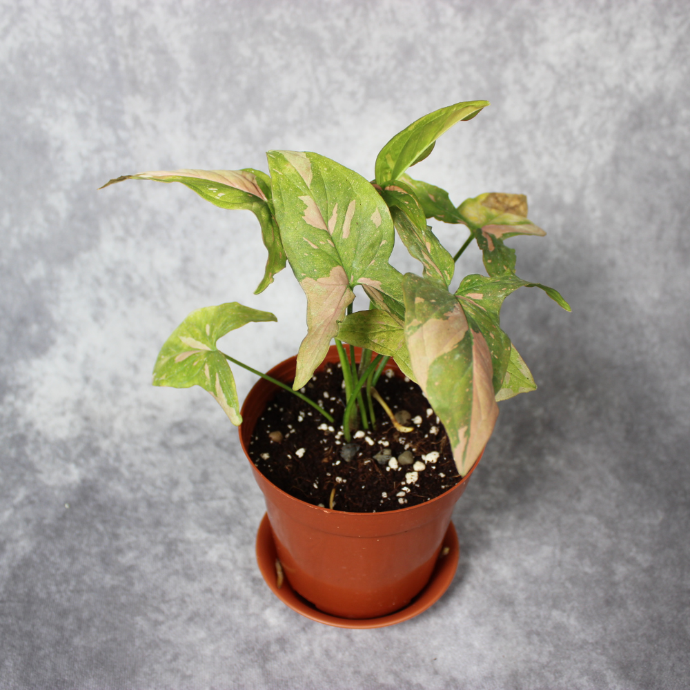Syngonium Podophyllum Variegated  Pink Splash