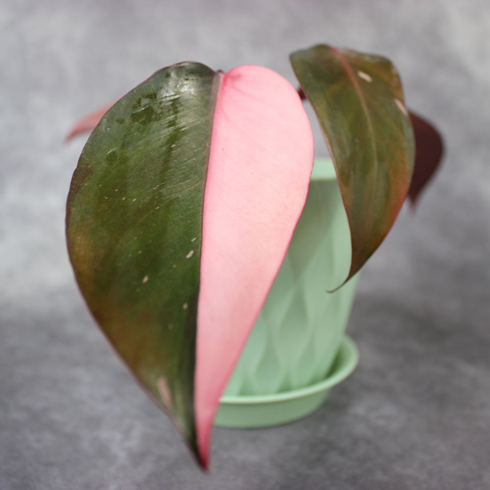 Philodendron Pink Princess