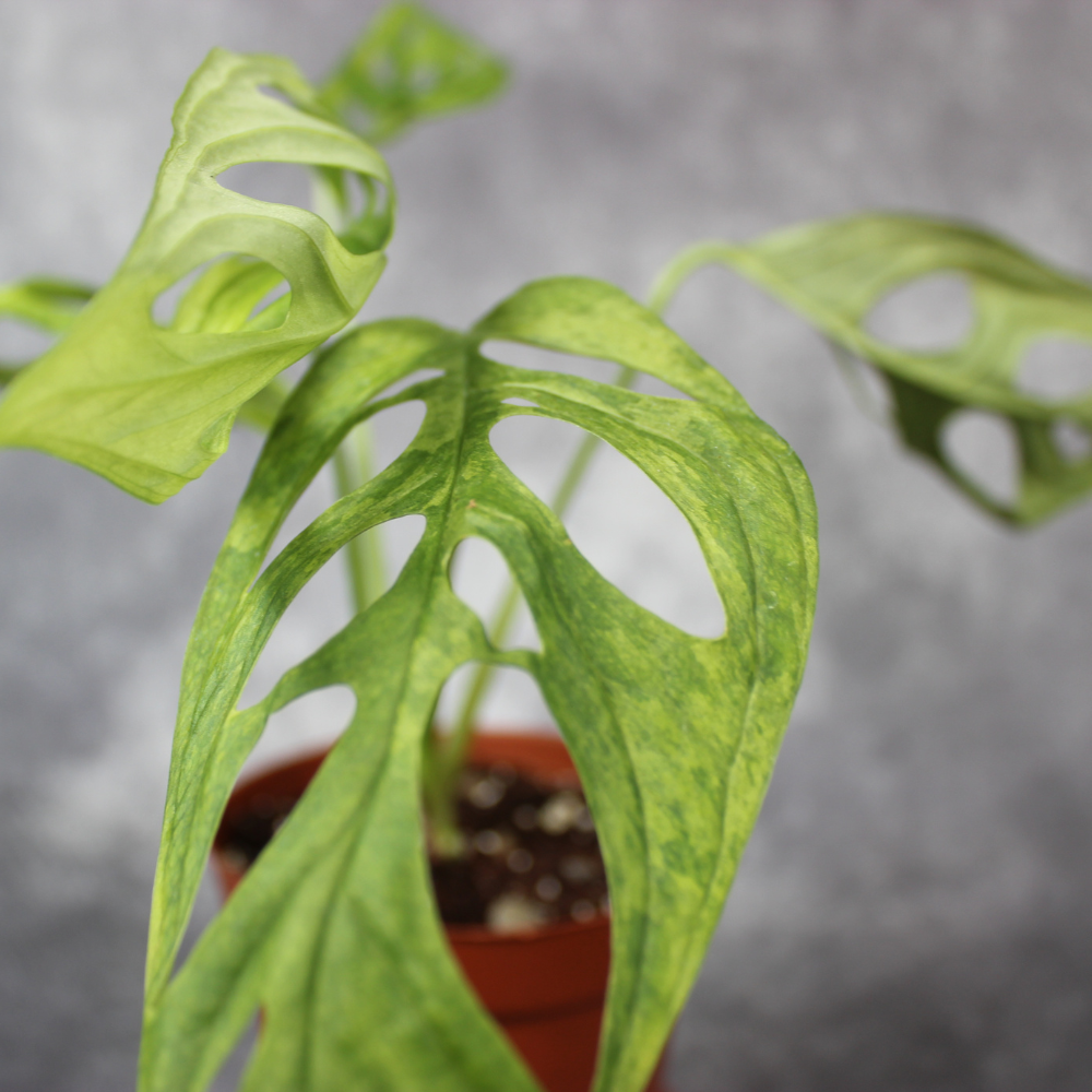 monstera adansonii double windows Monstera Adansonii Variegated Indo