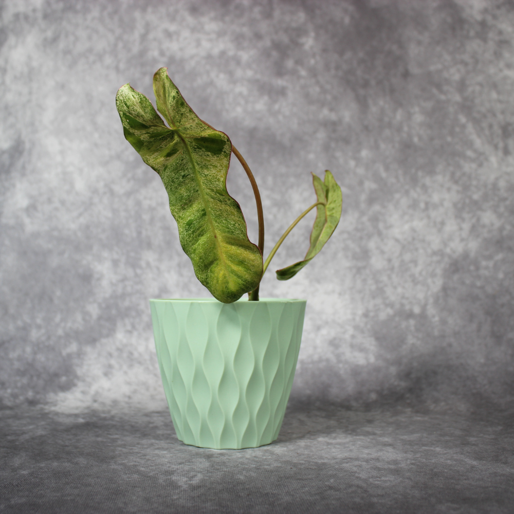 Philodendron Paraiso Verde