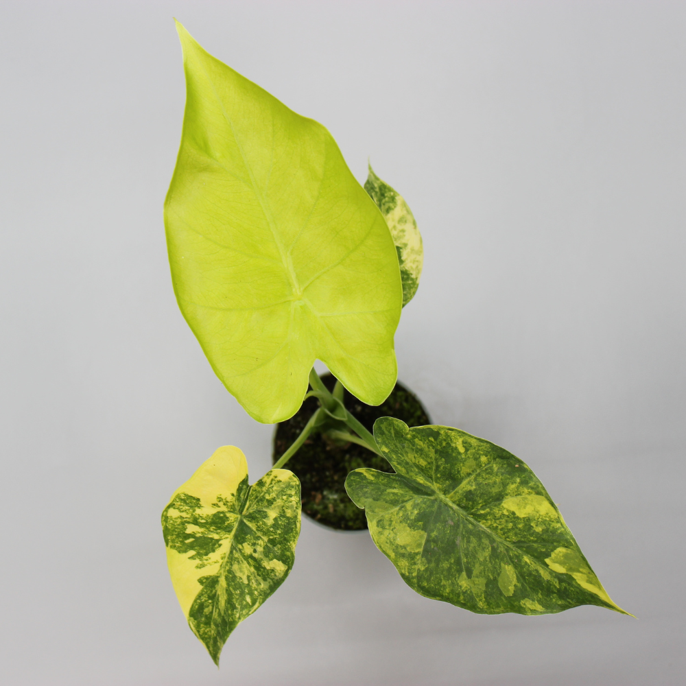 Alocasia Macrorrhizos Aurea Variegata