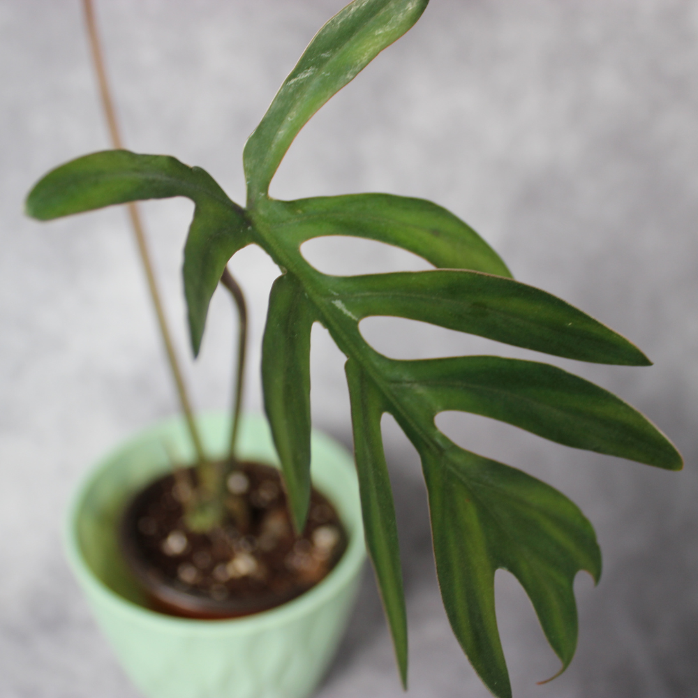 Philodendron Mayoi