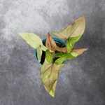 Syngonium Podophyllum Variegated  Pink Splash
