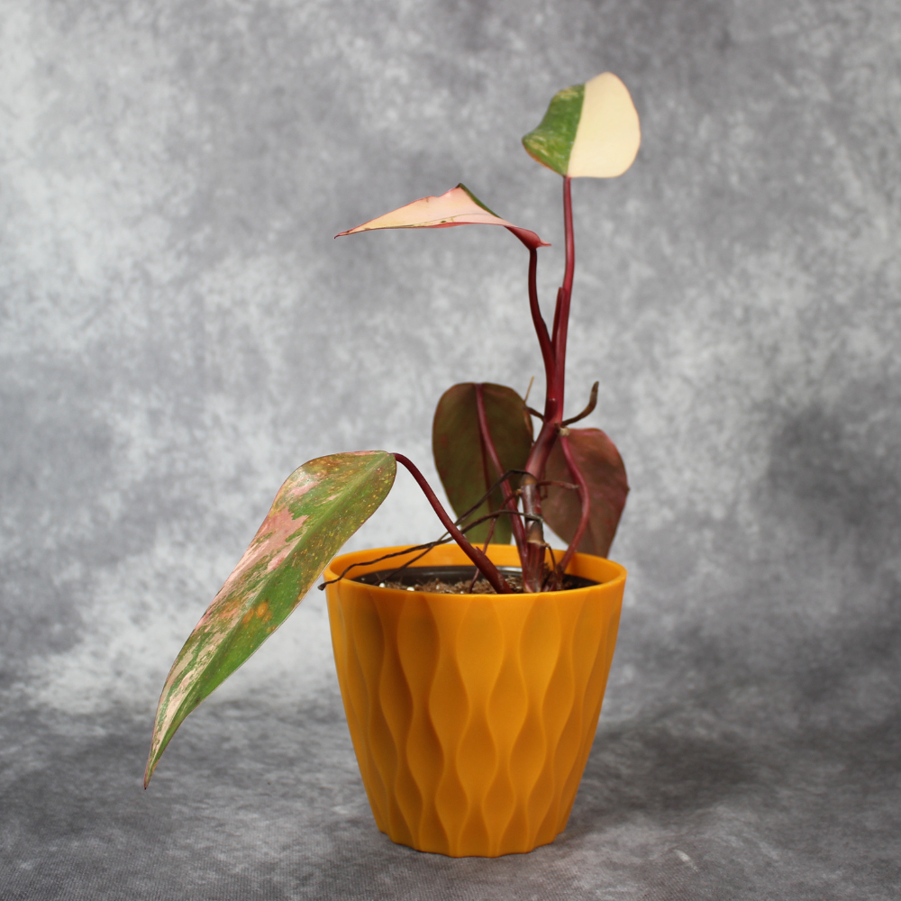 Philodendron Strawberry Shake