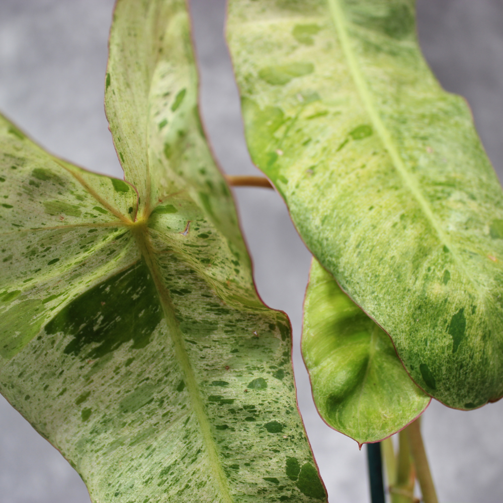 Philodendron Paraiso Verde