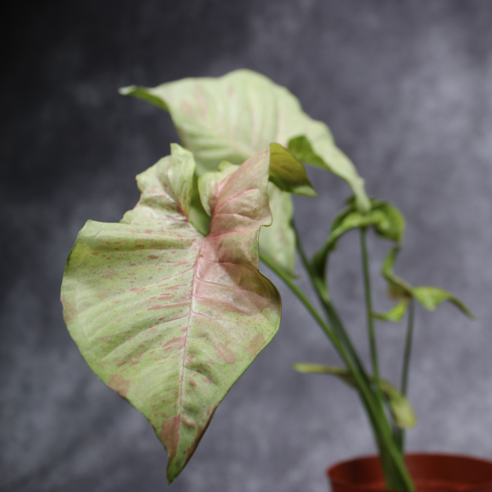Syngonium Podophyllum Milk Confetti