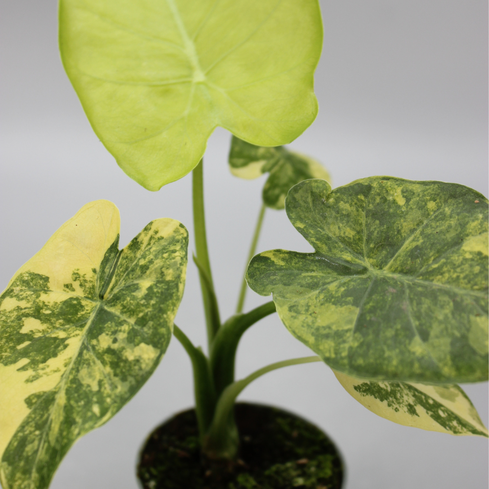 Alocasia Macrorrhizos Aurea Variegata