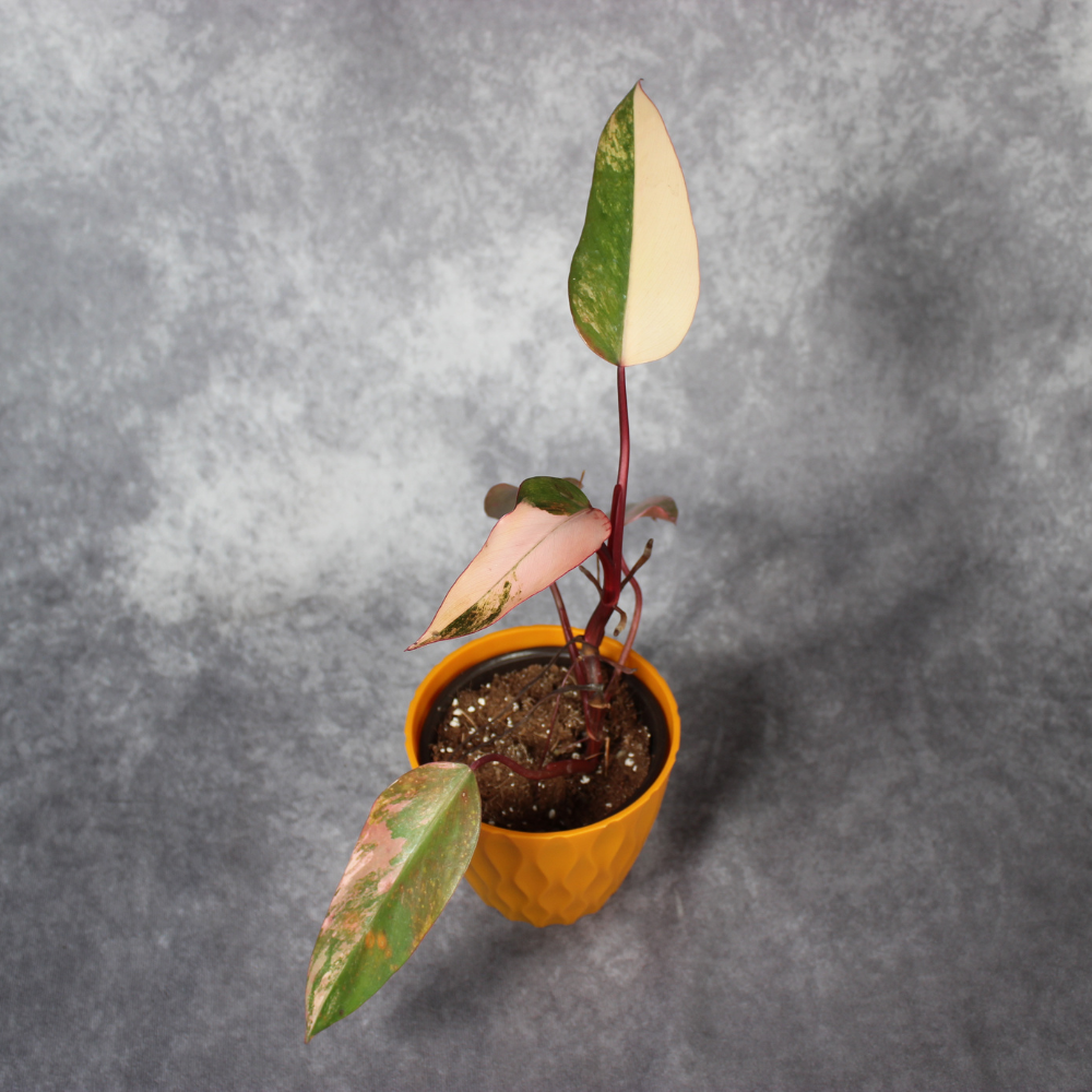 Philodendron Strawberry Shake