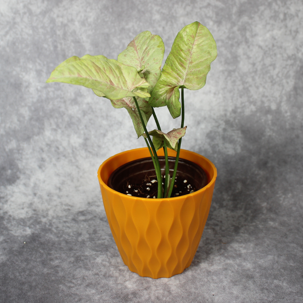 Syngonium Podophyllum Milk Confetti