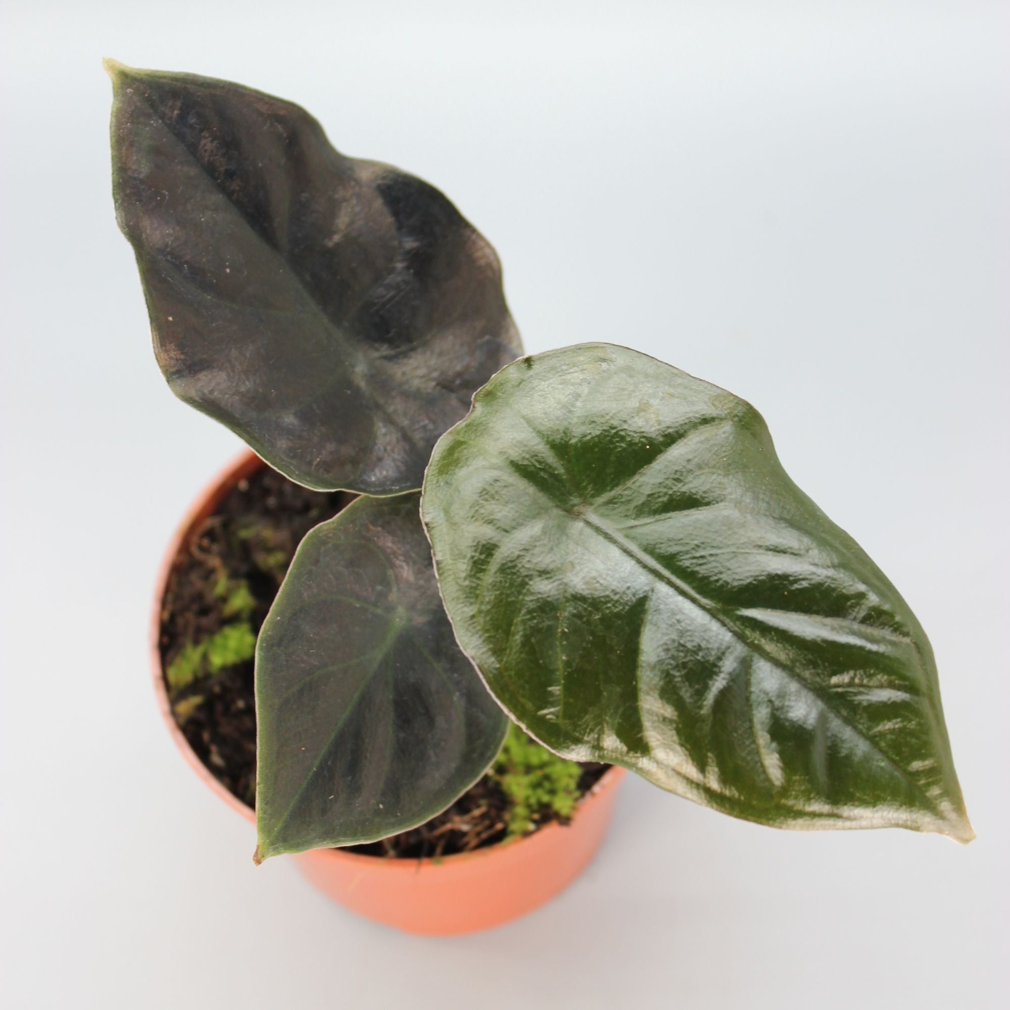 Alocasia Infernalis Black Magic