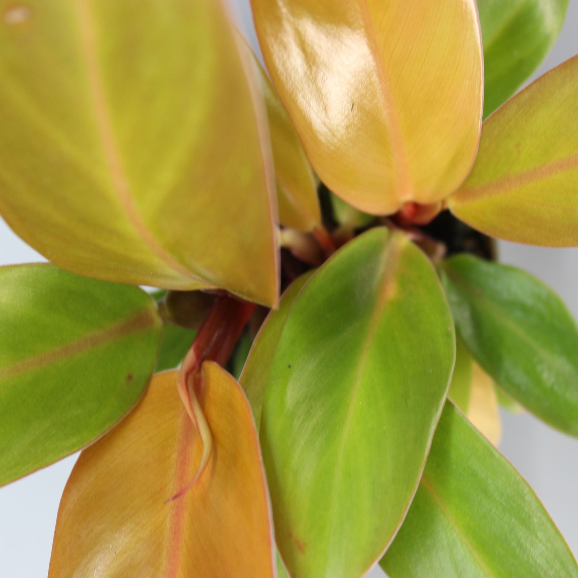 Philodendron Cherry Red