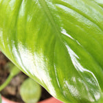 Philodendron Henry-Pittieri