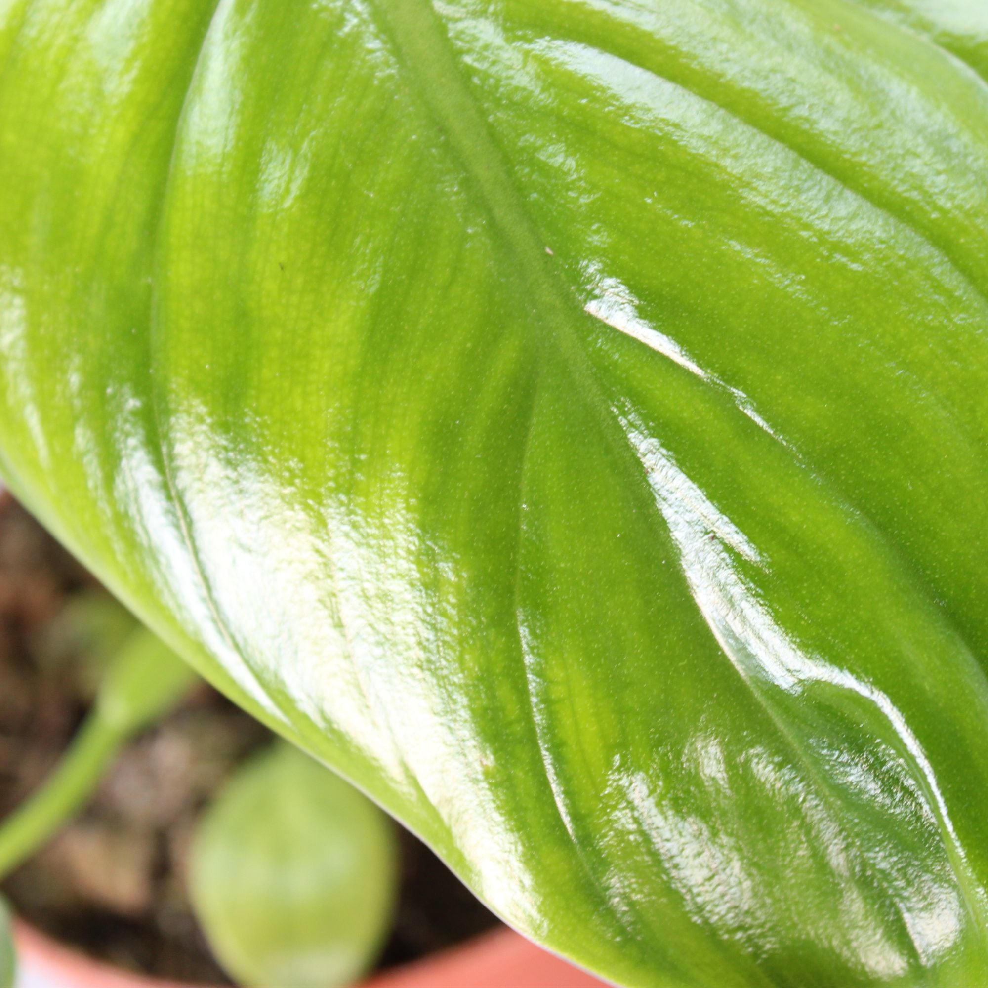 Philodendron Henry-Pittieri