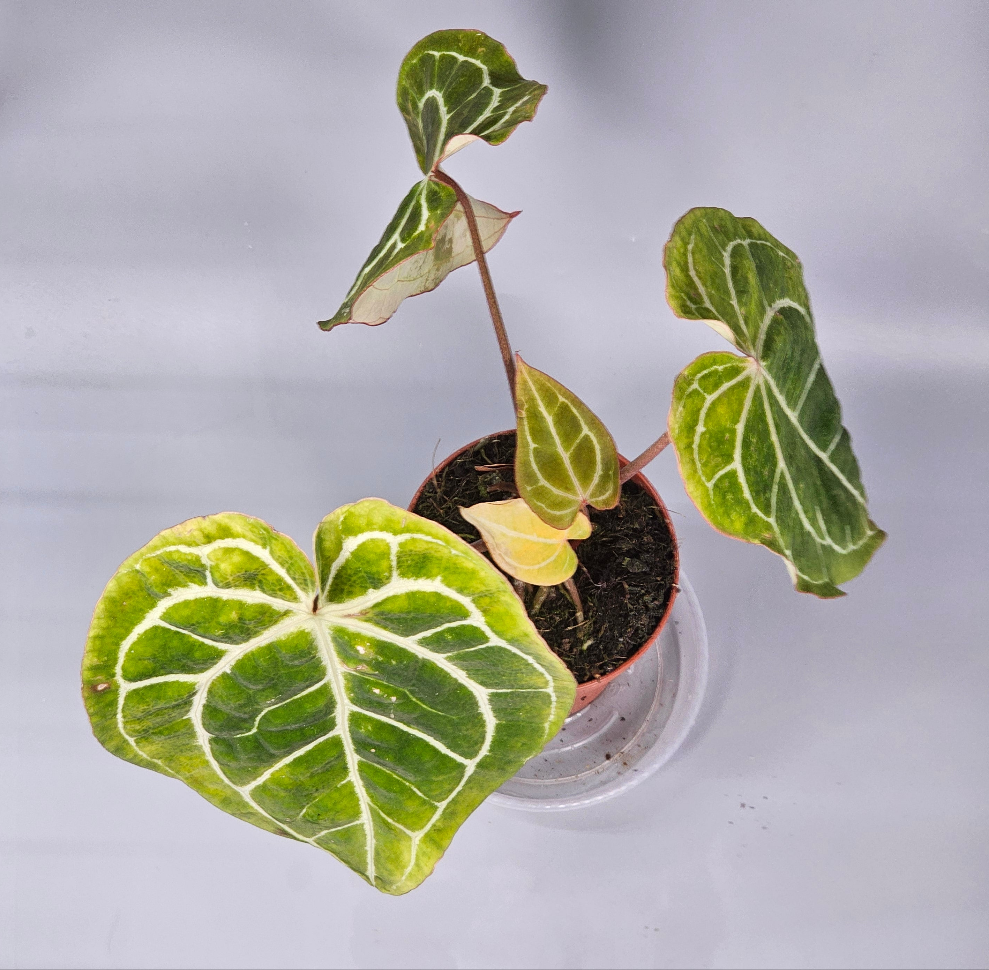 Anthurium Crystallinum - F