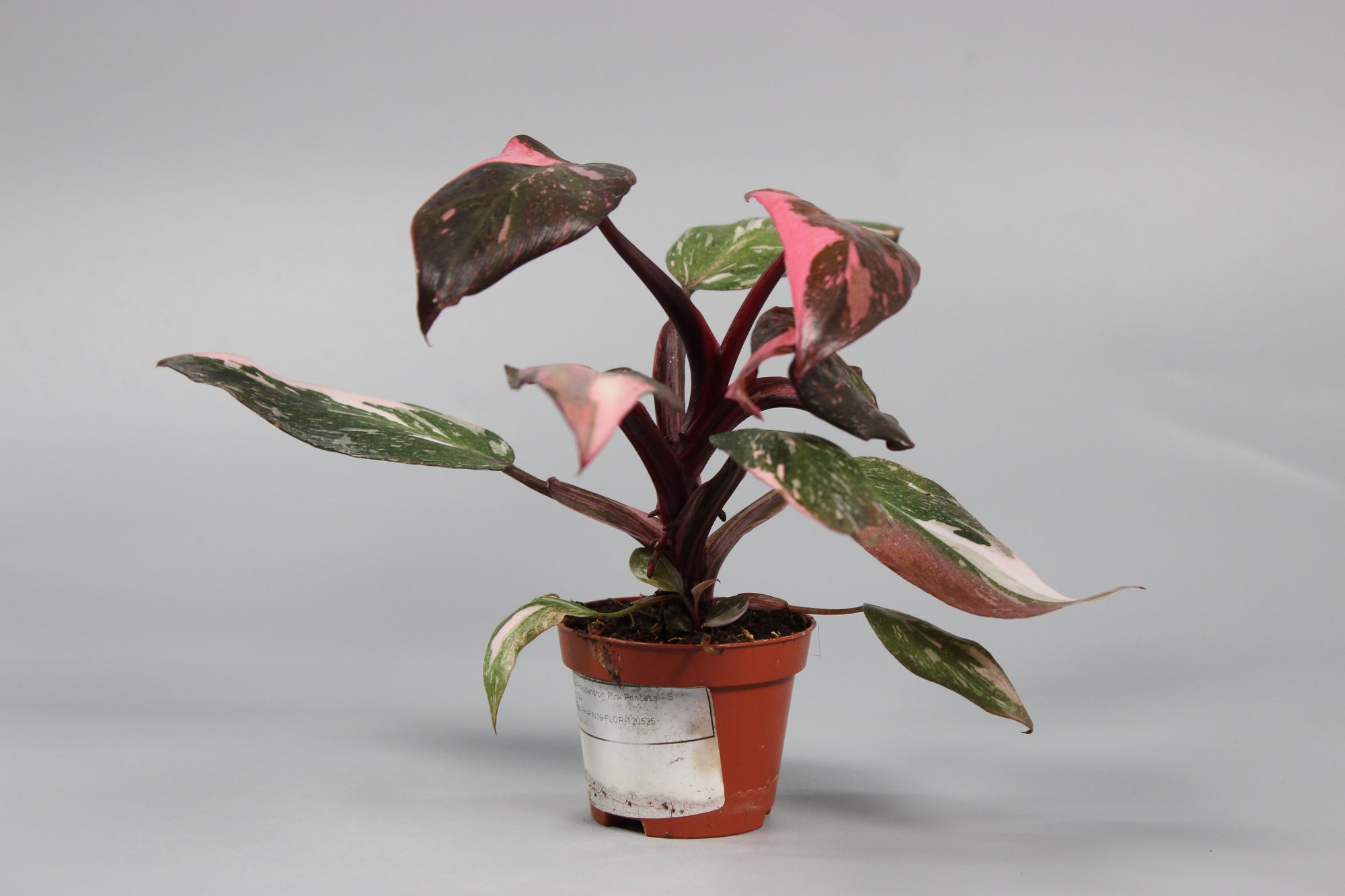 Philodendron Pink Princess - High Variegation