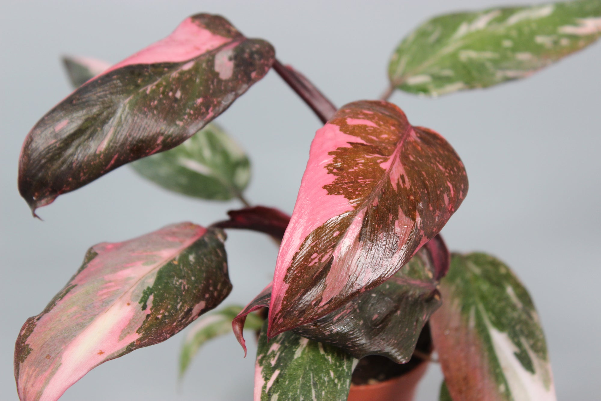 Philodendron Pink Princess - High Variegation