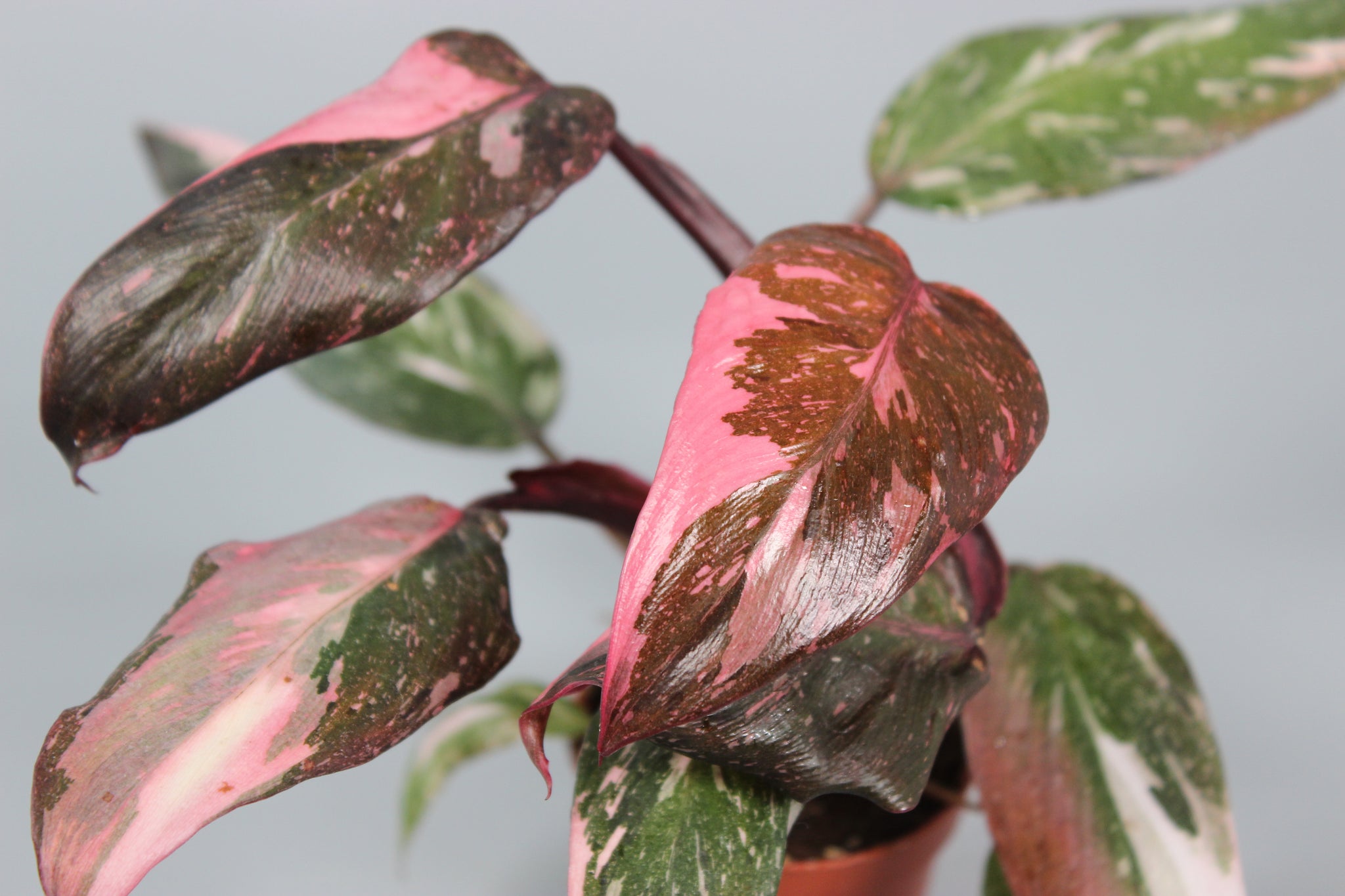 Philodendron Pink Princess - High Variegation