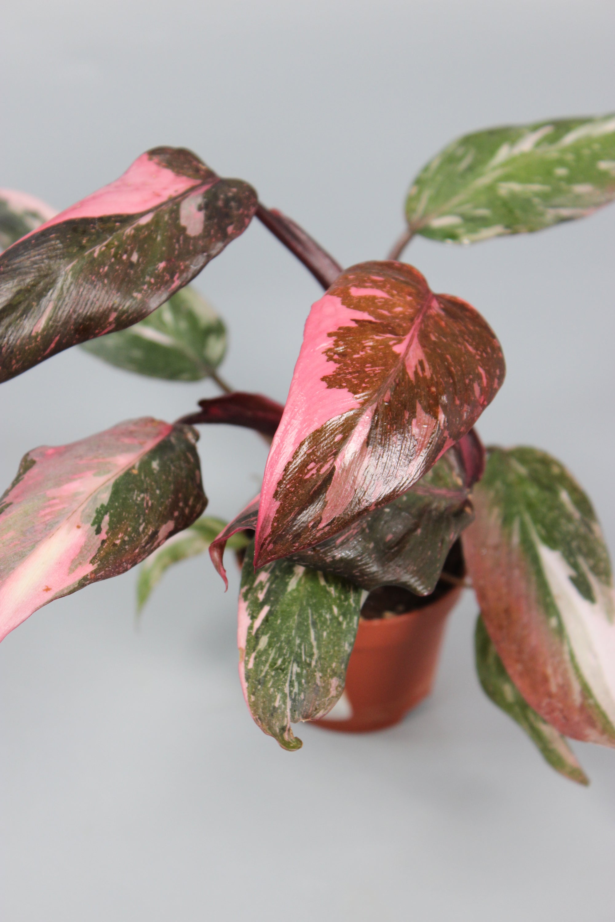 Philodendron Pink Princess - High Variegation