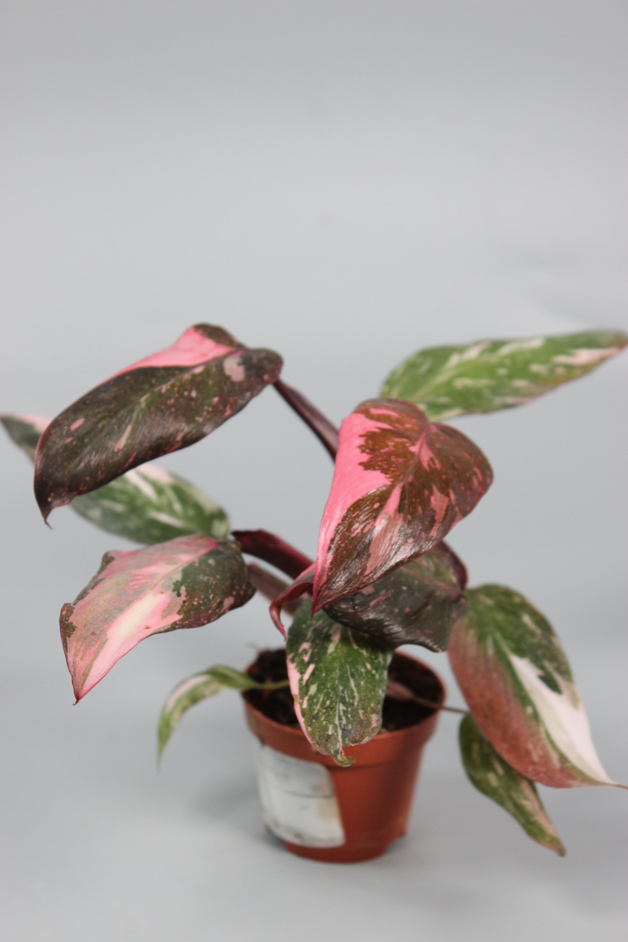 Philodendron Pink Princess - High Variegation