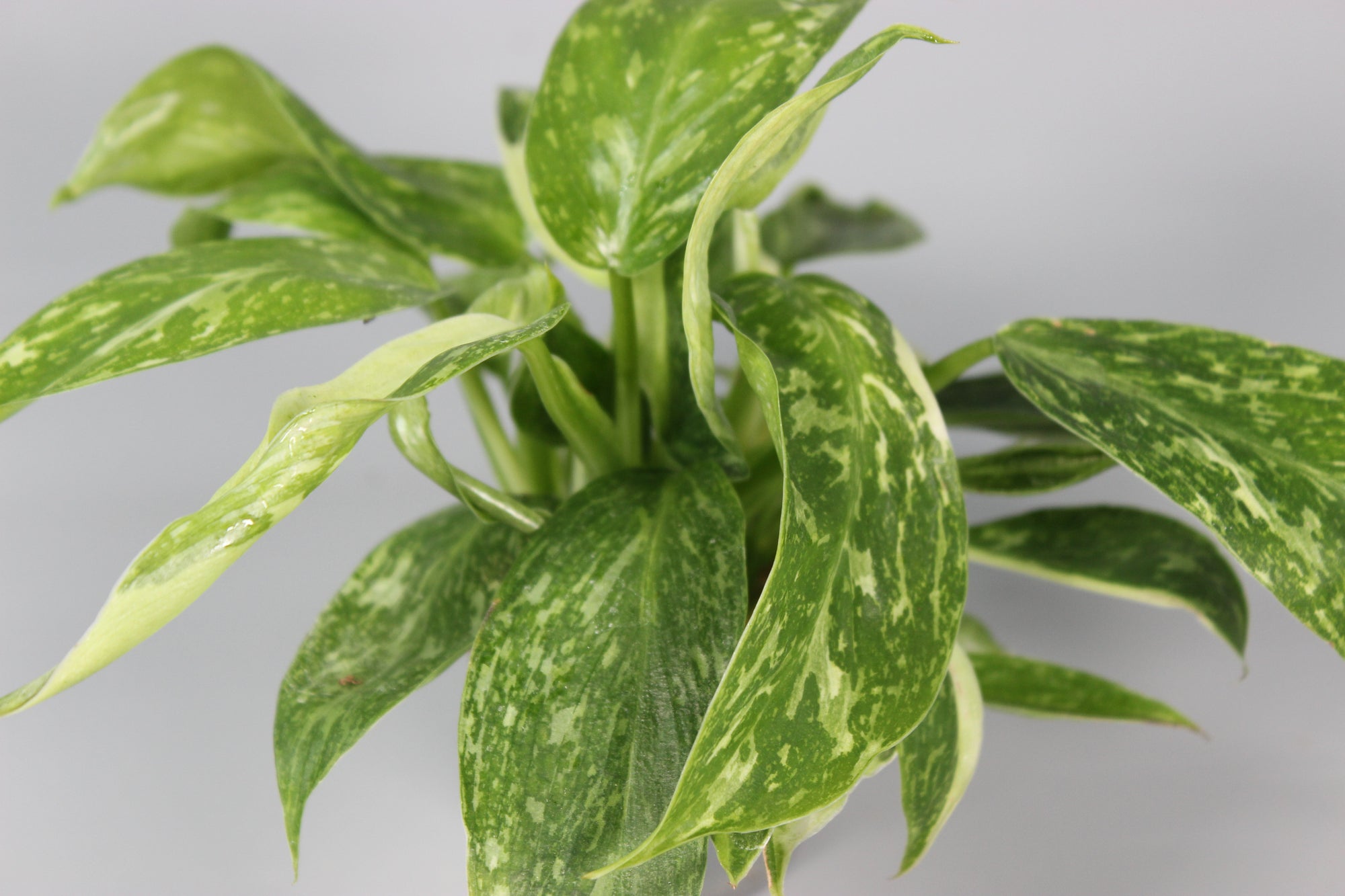 Philodendron Jose Buono