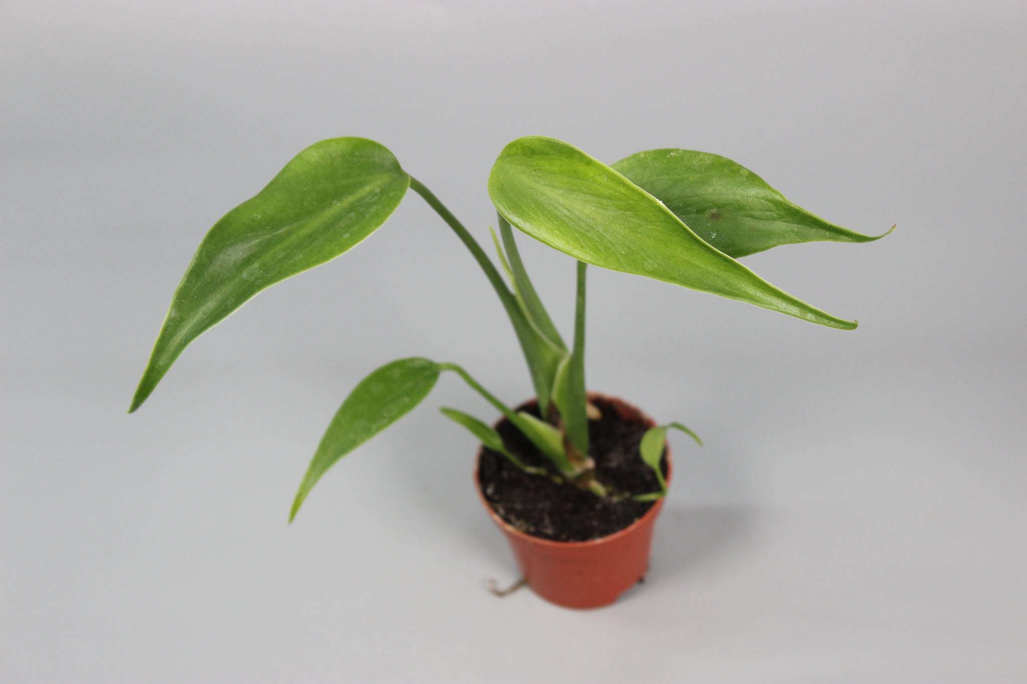 Monstera Burle Marx Flame
