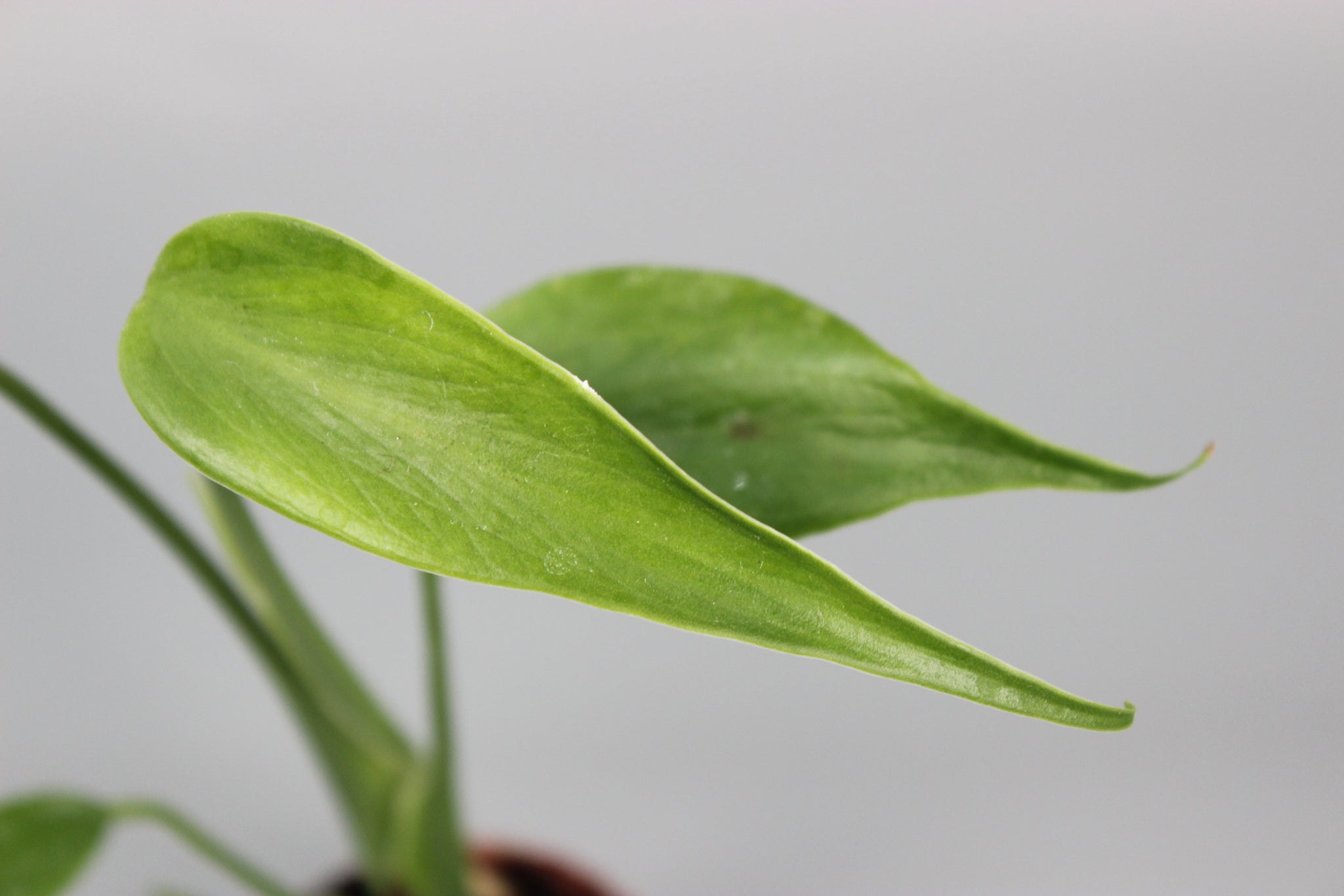Rare Monstera Trio Bundle