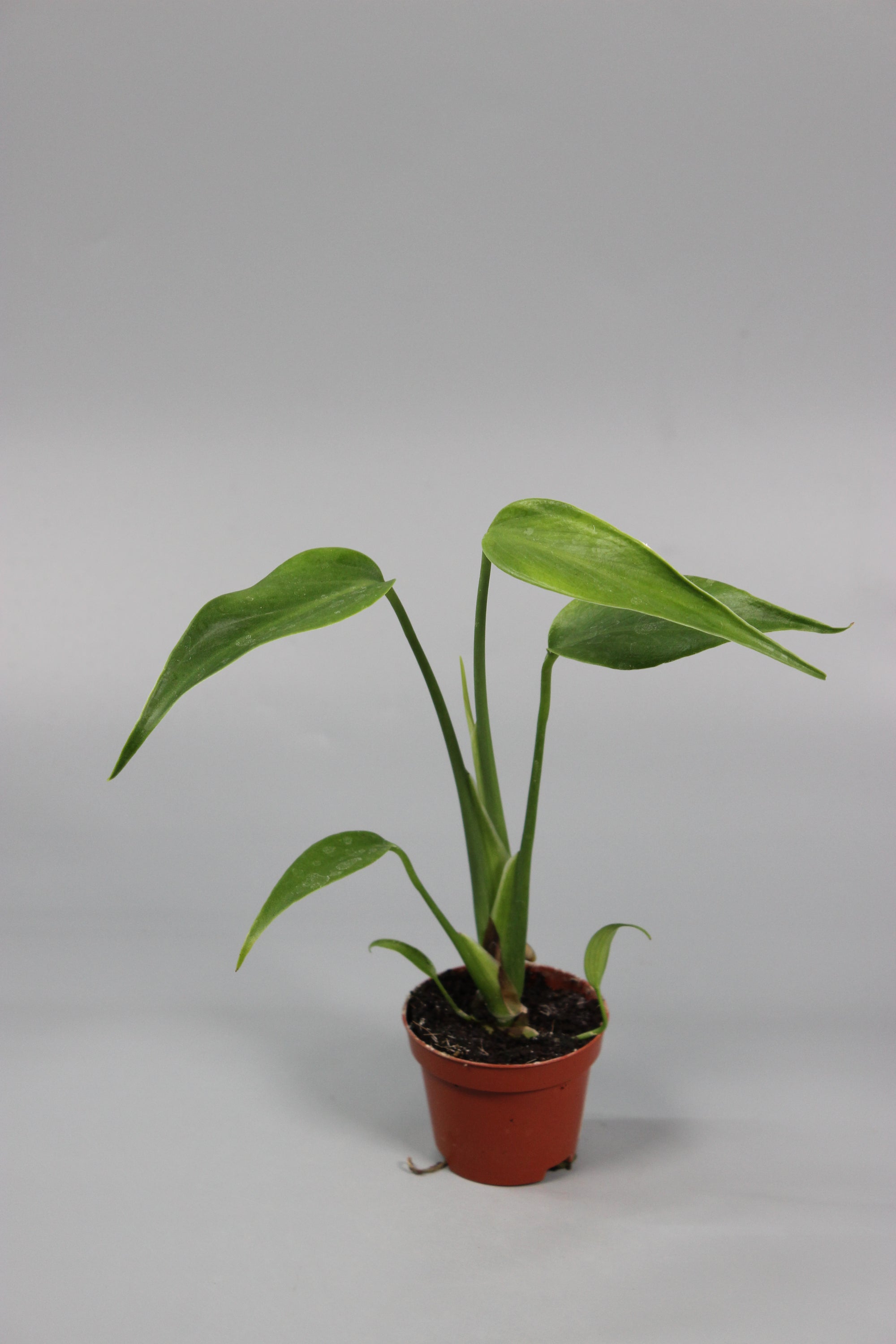 Monstera Burle Marx Flame