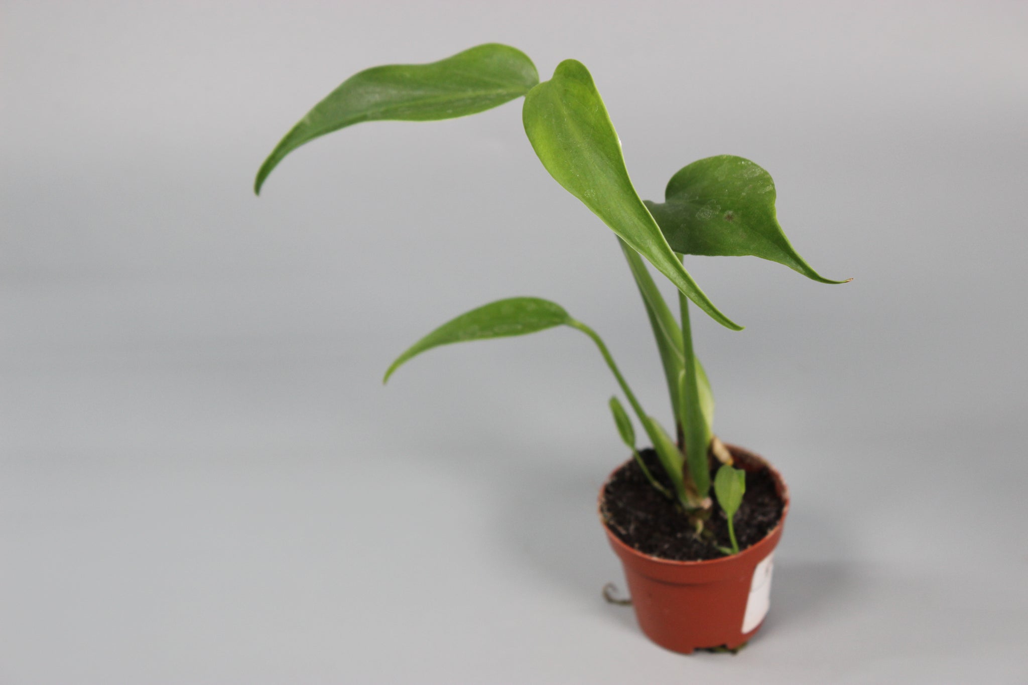 Monstera Burle Marx Flame