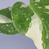 The Variegated Bundle