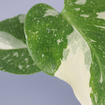 The Variegated Bundle