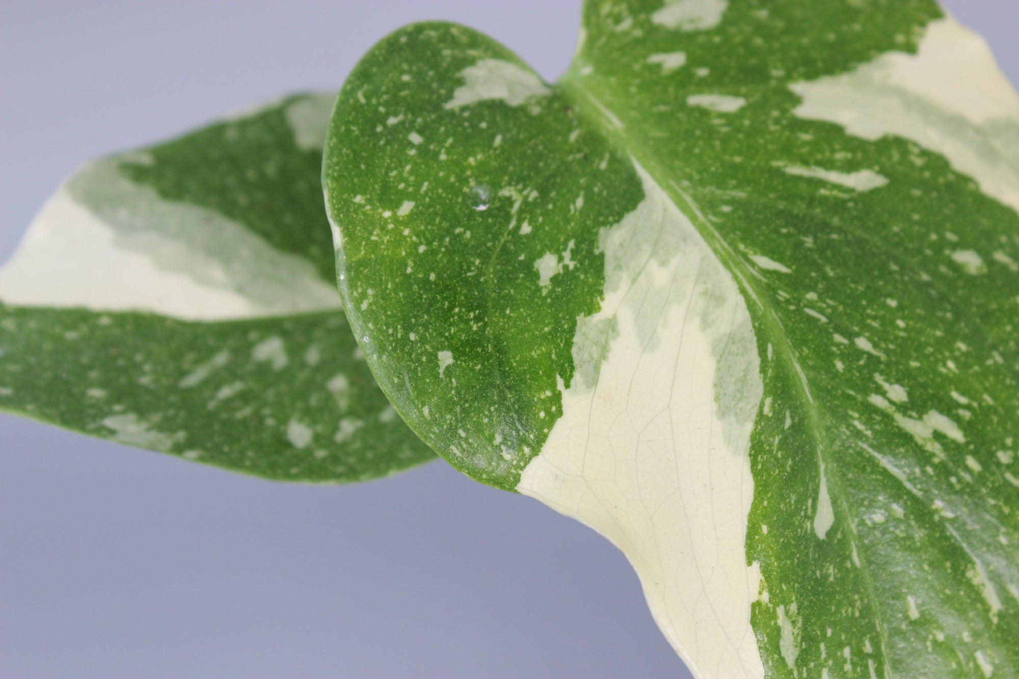 The Variegated Bundle