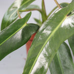 Philodendron Spiritus-Sancti