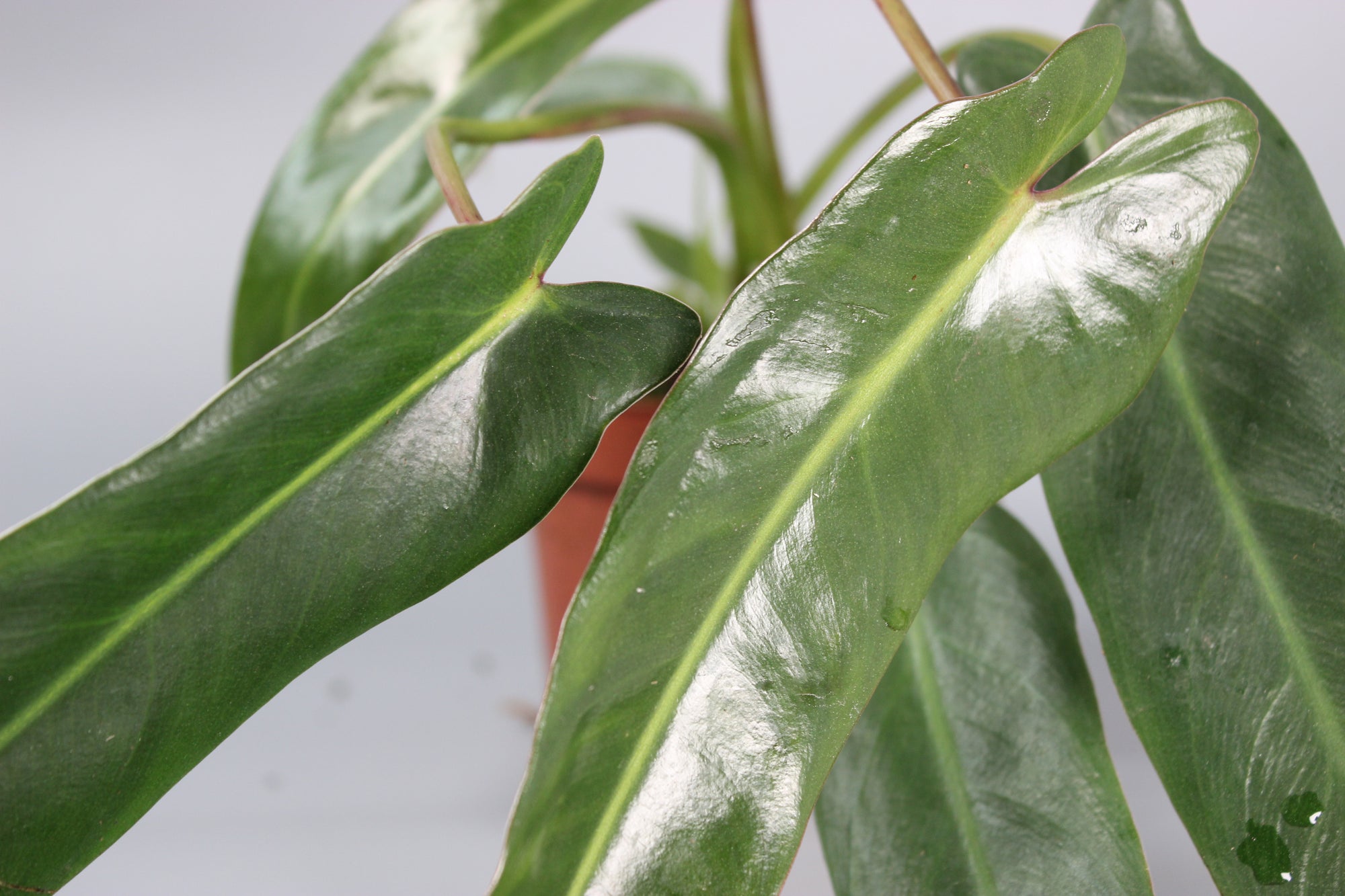 Philodendron Spiritus-Sancti