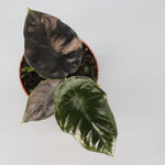 Ultimate Alocasia Trio Bundle