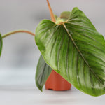 Philodendron Serpens