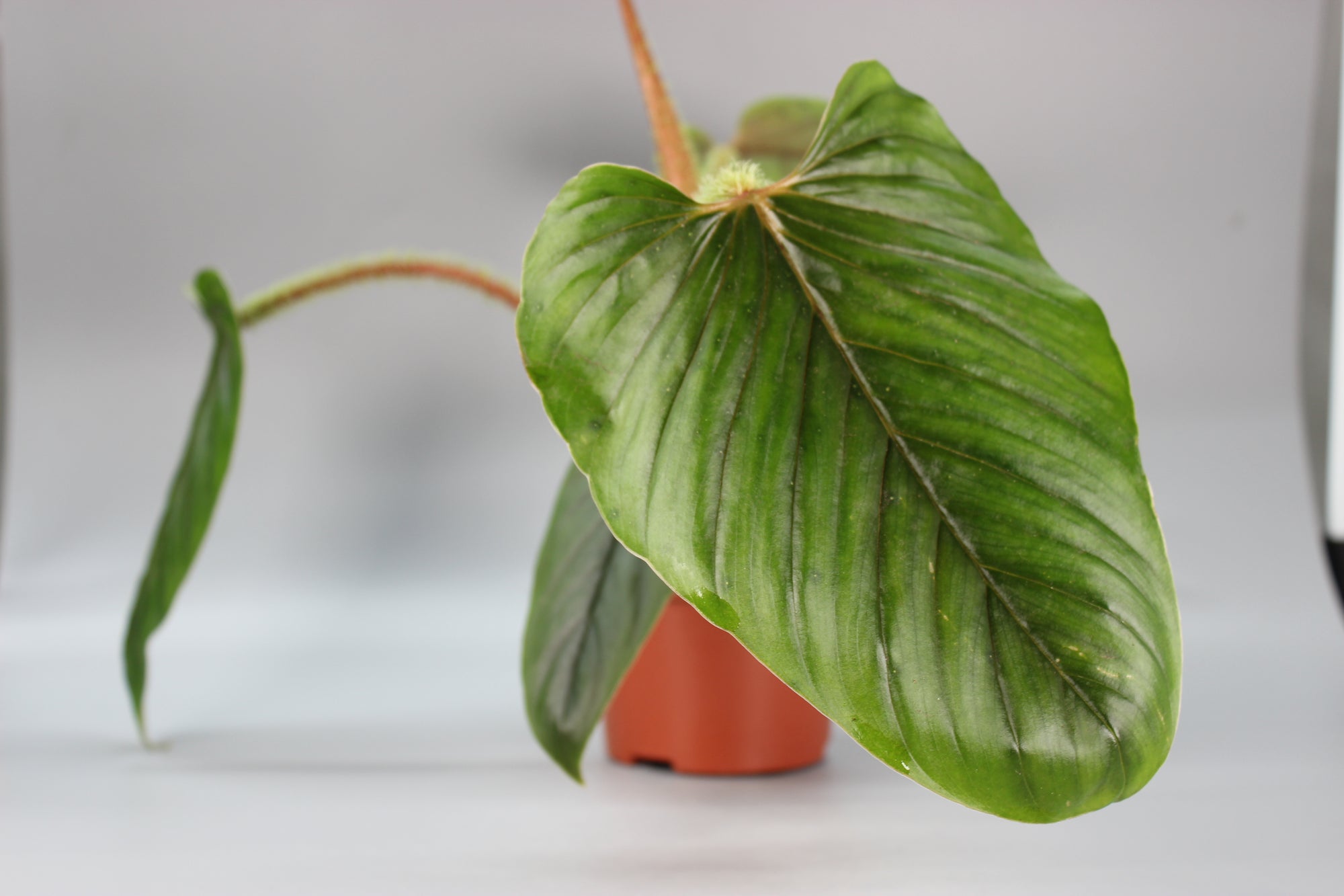 Philodendron Serpens
